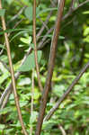 Virginia meadowsweet